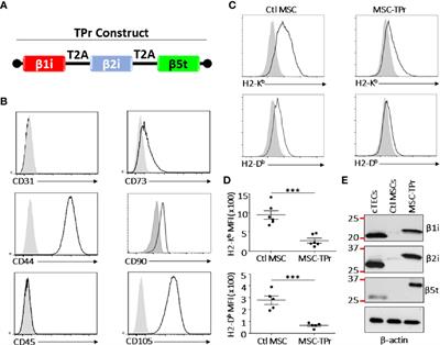 Thymoproteasome-Expressing Mesenchymal Stromal Cells Confer Protective Anti-Tumor Immunity via Cross-Priming of Endogenous Dendritic Cells